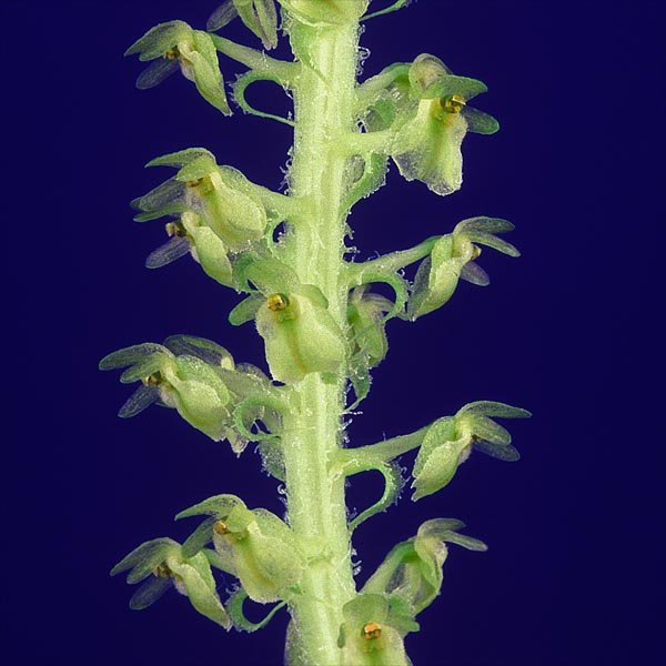 Crossoglossa sotoana